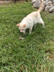 Lost Male Cat last seen Broadmeade , Austin, TX 78729