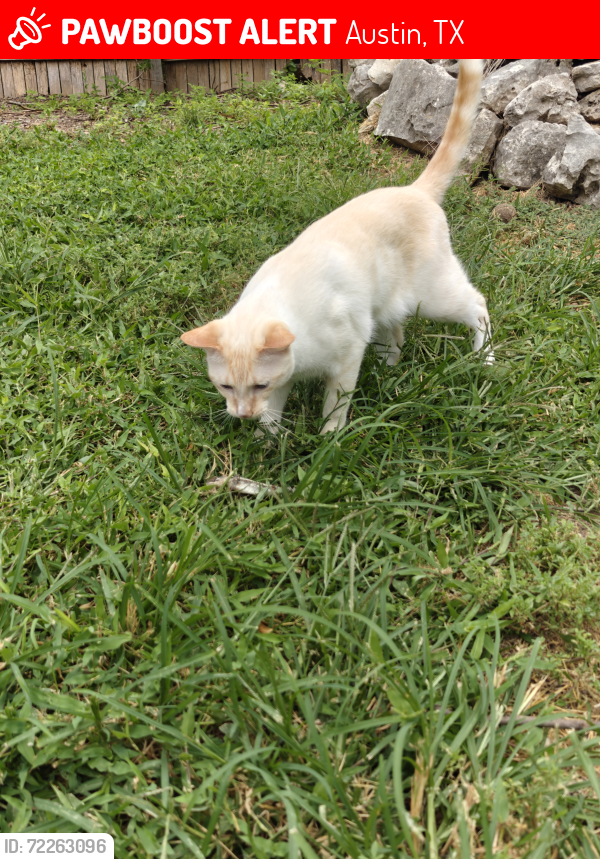 Lost Male Cat last seen Broadmeade , Austin, TX 78729