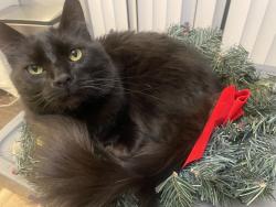 Lost Male Cat last seen Stapleton and Lambert, El Paso County, CO 80831