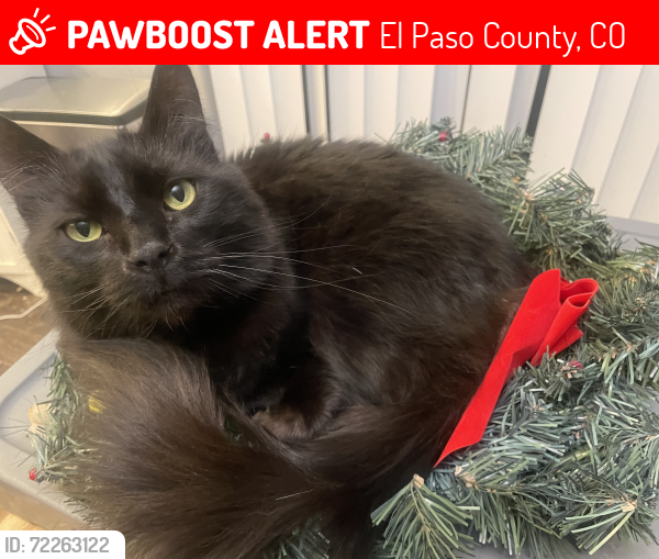 Lost Male Cat last seen Stapleton and Lambert, El Paso County, CO 80831