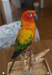 Lost Female Bird last seen 104th&palos west, Palos Park, IL 60464
