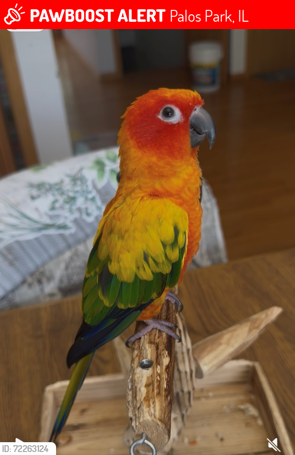 Lost Female Bird last seen 104th&palos west, Palos Park, IL 60464