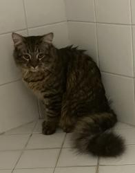 Lost Male Cat last seen Steamboat Landing Ct  , Woodbridge, VA 22191