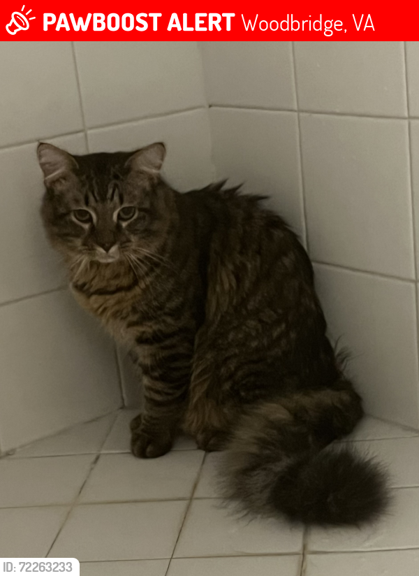 Lost Male Cat last seen Steamboat Landing Ct  , Woodbridge, VA 22191