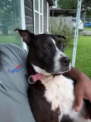 Lost Female Dog last seen Littleyork/Bauman, Houston, TX 77076