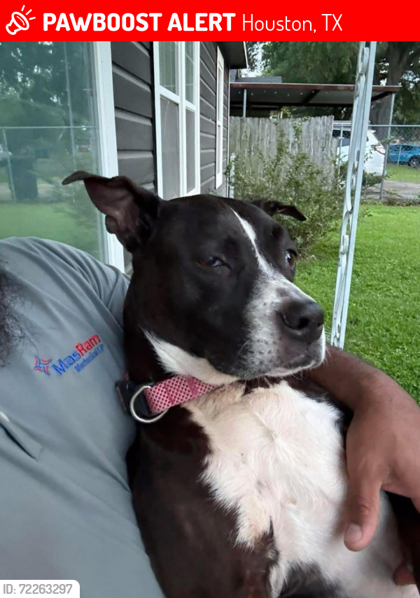 Lost Female Dog last seen Littleyork/Bauman, Houston, TX 77076
