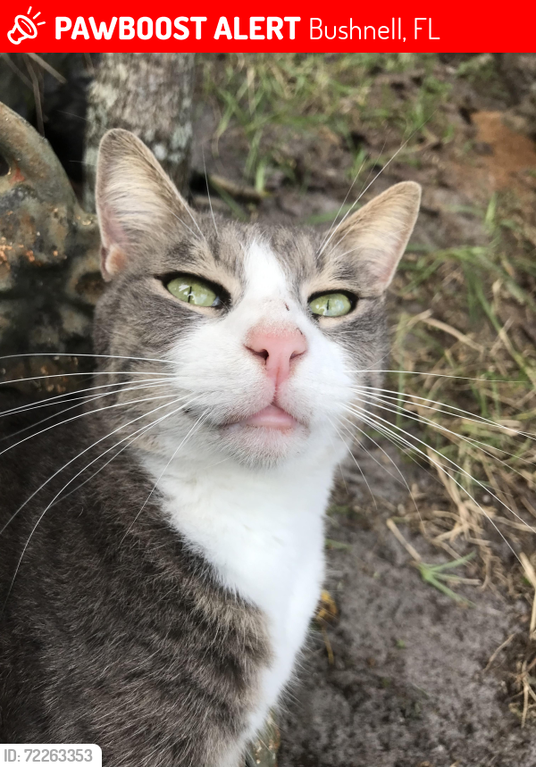 Lost Female Cat last seen Hwy 48 Bushnell Fl 33513, Bushnell, FL 33513