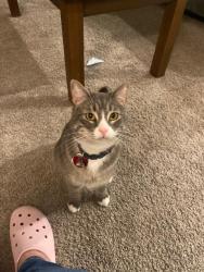 Lost Male Cat last seen Near Aspen Walk apmts, Oklahoma City, OK 73135