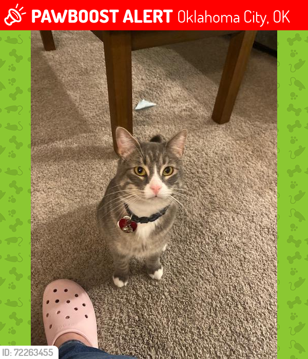 Lost Male Cat last seen Near Aspen Walk apmts, Oklahoma City, OK 73135