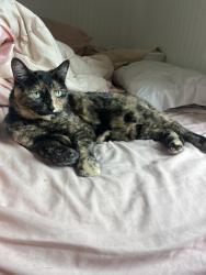 Lost Female Cat last seen Natural History Museum Santa Barbara, Santa Barbara, CA 93105