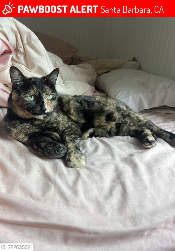Lost Female Cat last seen Natural History Museum Santa Barbara, Santa Barbara, CA 93105