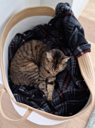 Lost Female Cat last seen Sampson Gulch Way and Powhatan, Parker, CO 80138