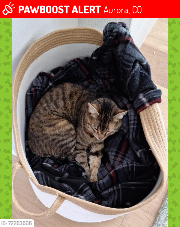 Lost Female Cat last seen Sampson Gulch Way and Powhatan, Parker, CO 80138