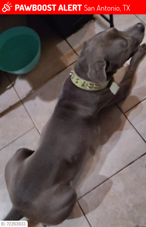 Lost Male Dog last seen Water's Edge subdivision, San Antonio, TX 78245