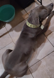 Lost Male Dog last seen Water's Edge subdivision, San Antonio, TX 78245