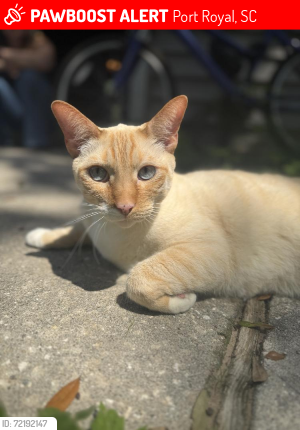Lost Male Cat last seen Old S Court , Port Royal, SC 29935