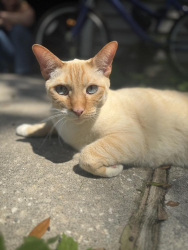 Lost Male Cat last seen Old S Court , Port Royal, SC 29935