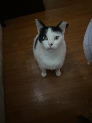 Lost Male Cat last seen first avenue, Redwood City, CA 94063