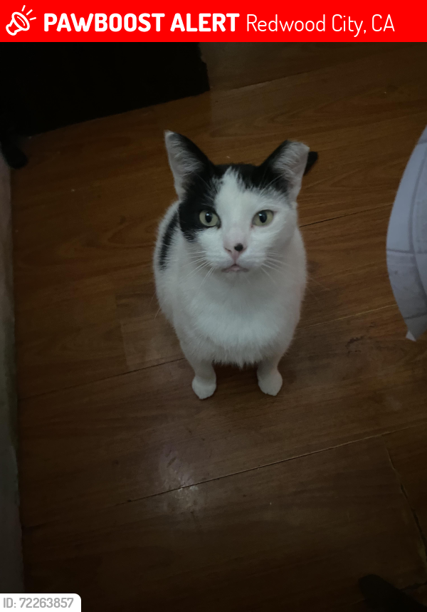 Lost Male Cat last seen first avenue, Redwood City, CA 94063