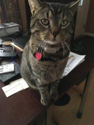 Lost Male Cat last seen Near ridge road Annville PA 17003, Annville, PA 17003