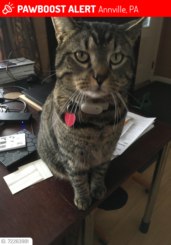 Lost Male Cat last seen Near ridge road Annville PA 17003, Annville, PA 17003