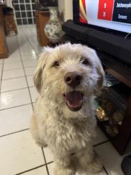 Lost Male Dog last seen not sure, Fullerton, CA 92832