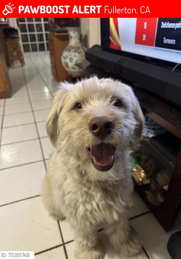 Lost Male Dog last seen not sure, Fullerton, CA 92832