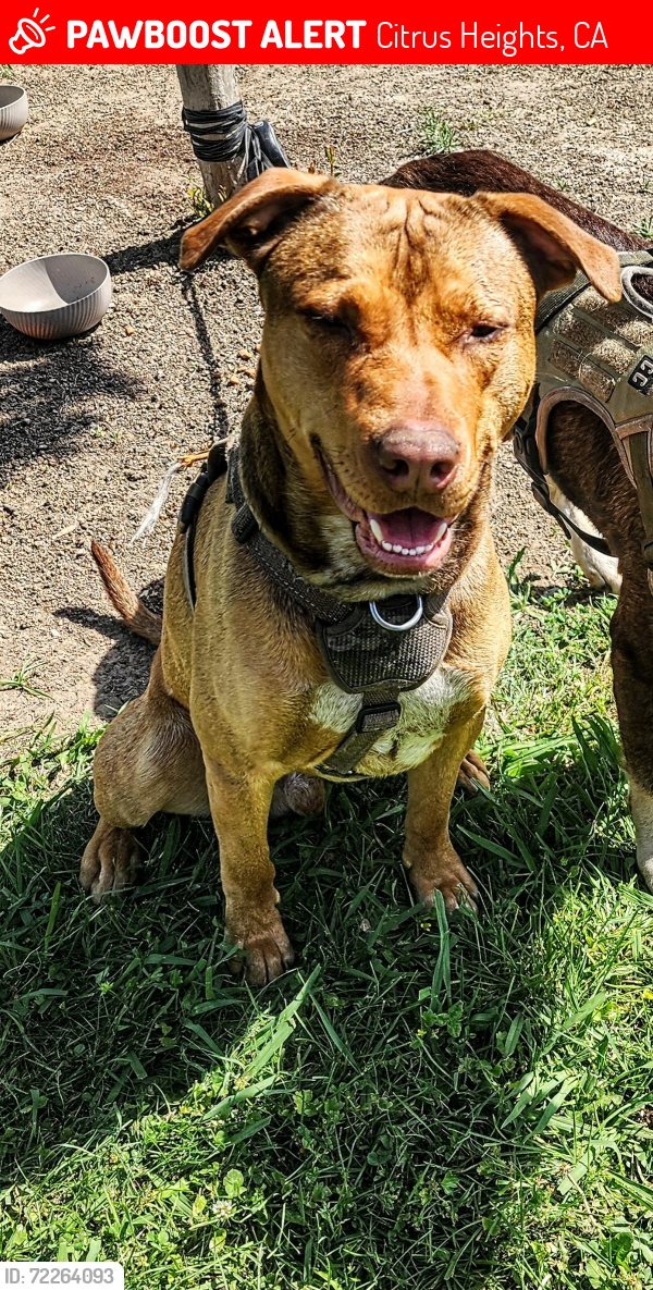 Lost Male Dog last seen Rollerland skating rink, Citrus Heights, CA 95610