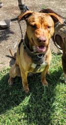 Lost Male Dog last seen Rollerland skating rink, Citrus Heights, CA 95610