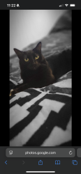 Lost Female Cat last seen 181st Halsey, Portland, OR 97230