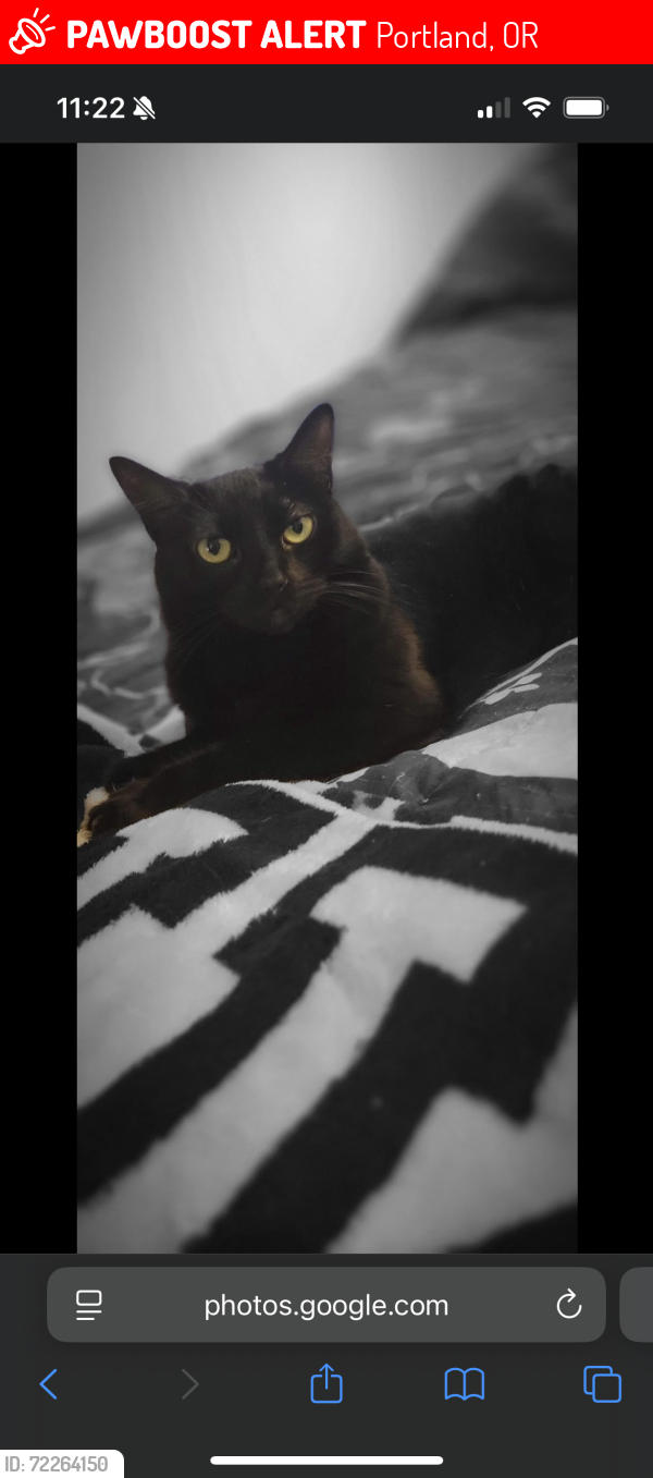 Lost Female Cat last seen 181st Halsey, Portland, OR 97230