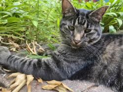 Lost Male Cat last seen Viola Road NE and 105th Ave NE, Elgin, MN 55932