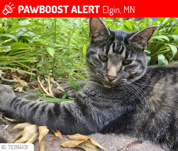 Lost Male Cat last seen Viola Road NE and 105th Ave NE, Elgin, MN 55932