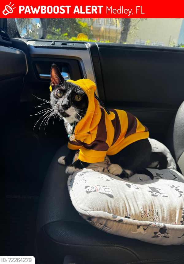 Lost Male Cat last seen Near nw 114th Ct doral do 33178, Medley, FL 33178
