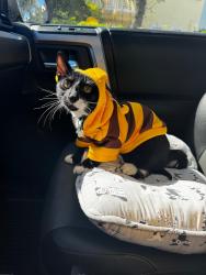 Lost Male Cat last seen Near nw 114th Ct doral do 33178, Medley, FL 33178
