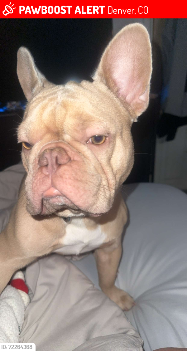 Lost Male Dog last seen Emerson court and sheldon drive, Denver, CO 80229