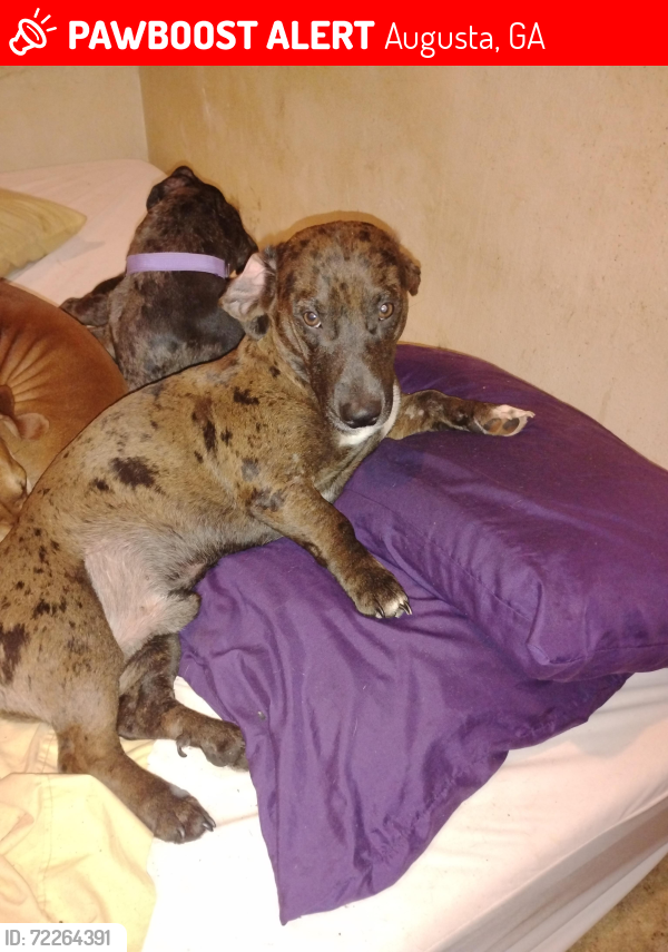 Lost Male Dog last seen old louisville rd and williams dr, Augusta, GA 30906