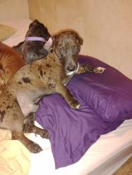 Lost Male Dog last seen old louisville rd and williams dr, Augusta, GA 30906