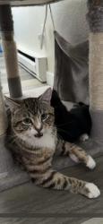 Lost Male Cat last seen Sycamore, Pasco, WA 99301