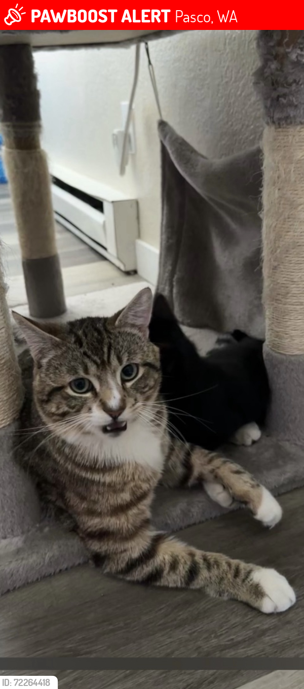 Lost Male Cat last seen Sycamore, Pasco, WA 99301