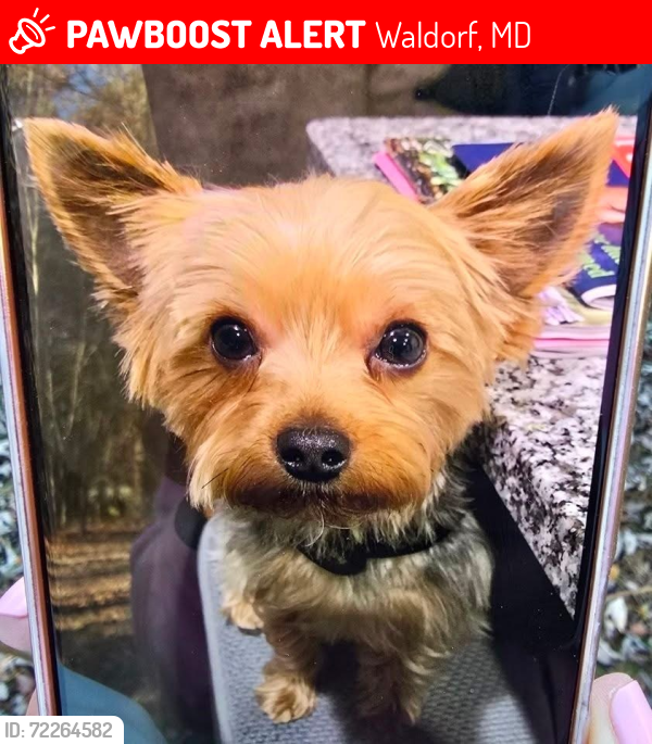 Lost Male Dog last seen Leonardtown Town Road, Waldorf, MD 20602