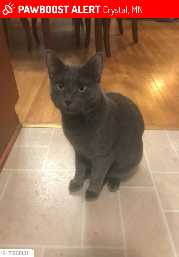 Lost Male Cat last seen 34th Place N and Utah Ave N, Crystal, MN 55427, Crystal, MN 55427