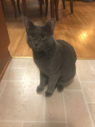 Lost Male Cat last seen 34th Place N and Utah Ave N, Crystal, MN 55427, Crystal, MN 55427