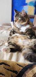 Lost Female Cat last seen Lawrence The Cosmopolitan Apt., Corpus Christi, TX 78401