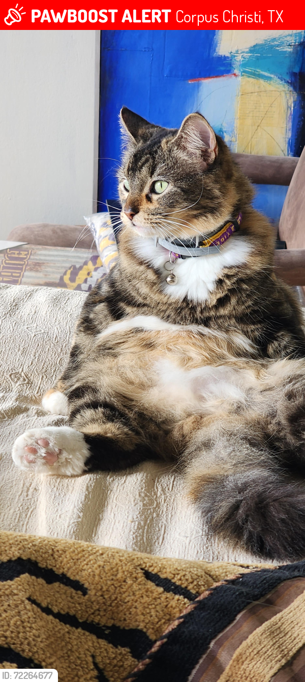 Lost Female Cat last seen Lawrence The Cosmopolitan Apt., Corpus Christi, TX 78401