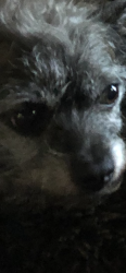 Lost Female Dog last seen Barrett Parkway, Kennesaw, GA 30144