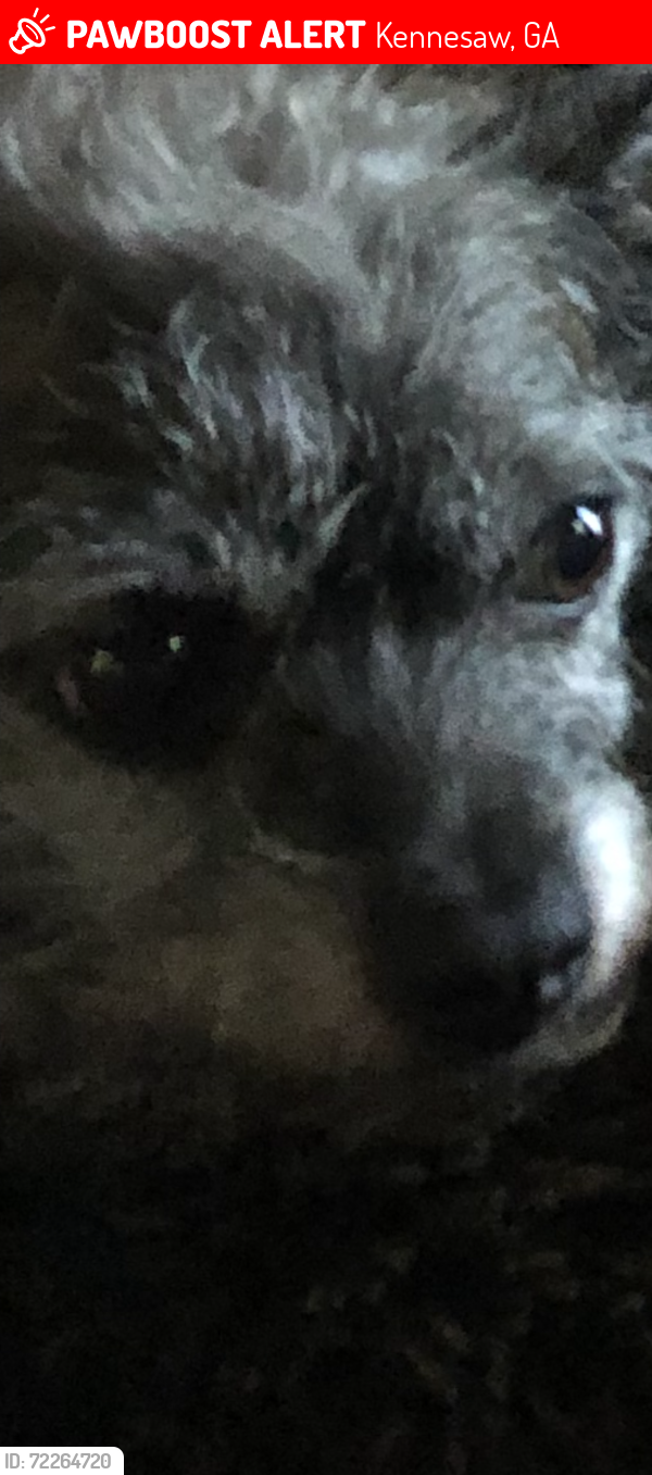 Lost Female Dog last seen Barrett Parkway, Kennesaw, GA 30144