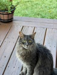 Lost Male Cat last seen Abbeywood Circle Streamwood IL , Streamwood, IL 60107
