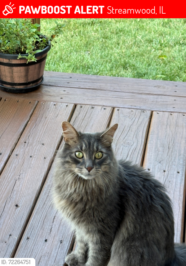 Lost Male Cat last seen Abbeywood Circle Streamwood IL , Streamwood, IL 60107