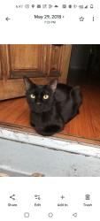 Lost Male Cat last seen Rosecrans and gridley, Norwalk, CA 90650